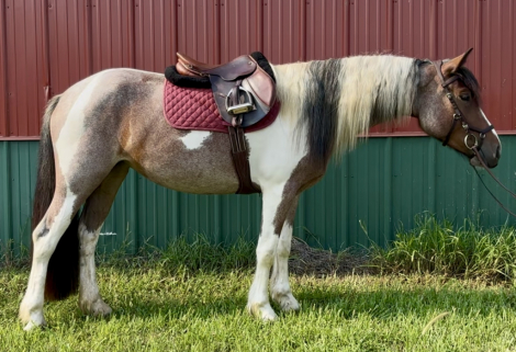 HorseID: 2299088 Starlight - PhotoID: 1080116