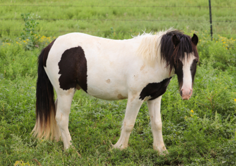 HorseID: 2299462 BellBottom Moonshine Man - PhotoID: 1080696