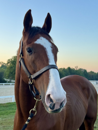 HorseID: 2299485 Carmelitas Man - PhotoID: 1086984