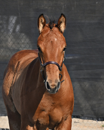 HorseID: 2299595 VENEVAUX ECE, FIRST PREMIUM KWPN-NA - PhotoID: 1080865