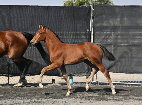 HorseID: 2299595 VENEVAUX ECE, FIRST PREMIUM KWPN-NA - PhotoID: 1086501