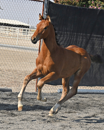 HorseID: 2299595 VENEVAUX ECE, FIRST PREMIUM KWPN-NA - PhotoID: 1086502