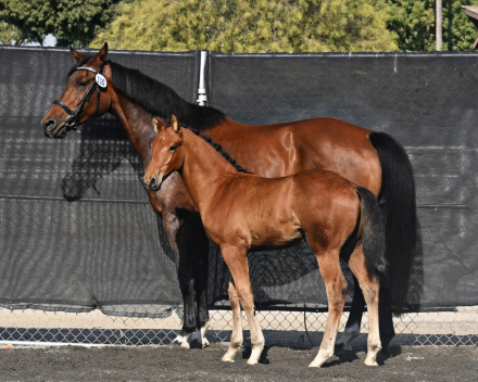 HorseID: 2299595 VENEVAUX ECE, FIRST PREMIUM KWPN-NA - PhotoID: 1086503