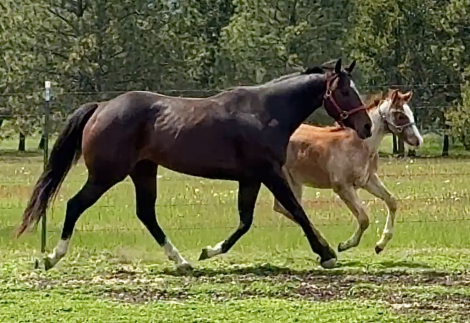 HorseID: 2299654 Required N Radical - PhotoID: 1080940