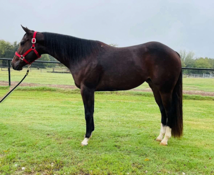 HorseID: 2299654 Required N Radical - PhotoID: 1080941