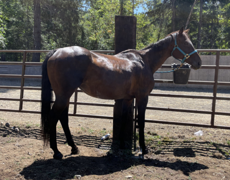 HorseID: 2299755 Fly - PhotoID: 1081096