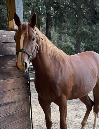 HorseID: 2299792 She's got options - PhotoID: 1081123