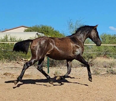 HorseID: 2299949 Avalon - PhotoID: 1087459