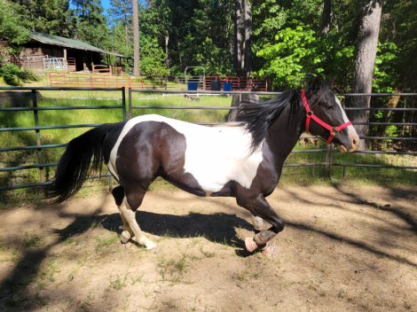 HorseID: 2300054 TTM Bound Two Start A Fire - PhotoID: 1085946