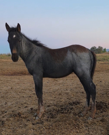 HorseID: 2300060 DSR BOONS BLU COWBOY - PhotoID: 1081477