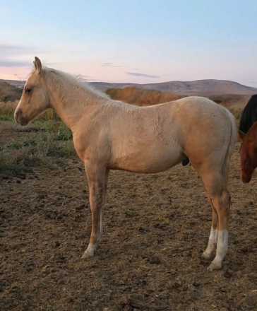 HorseID: 2300062 DSR WHOZ SHININ NOW - PhotoID: 1081484