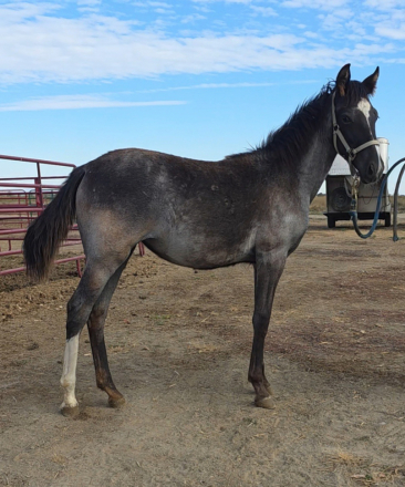 HorseID: 2300066 DSR MISS BLUE - PhotoID: 1081491