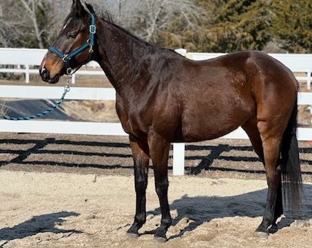 HorseID: 2300182 Sawyer (chigger ridge) - PhotoID: 1086149