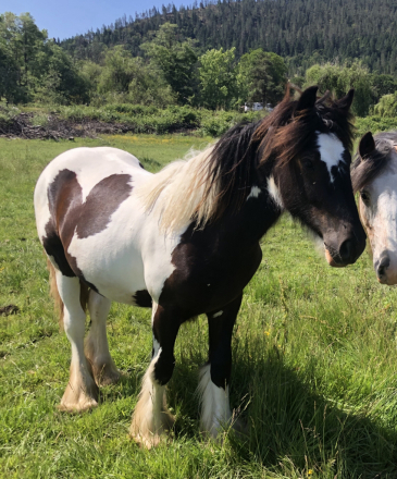 HorseID: 2300385 Precious Jade - PhotoID: 1081854