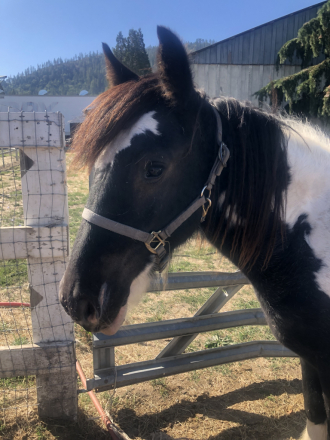 HorseID: 2300385 Precious Jade - PhotoID: 1087428