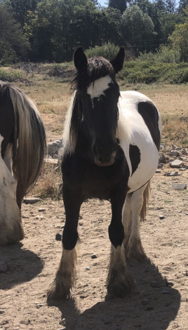 HorseID: 2300385 Precious Jade - PhotoID: 1087429