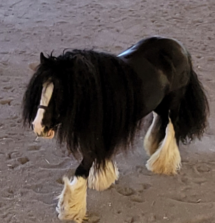 HorseID: 2300385 Precious Jade - PhotoID: 1087430