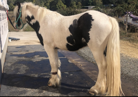 HorseID: 2300410 7’s Outlaw - PhotoID: 1086518