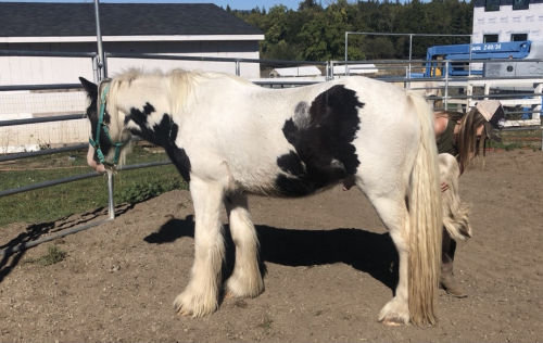 HorseID: 2300410 7’s Outlaw - PhotoID: 1086520