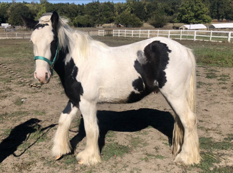 HorseID: 2300410 7’s Outlaw - PhotoID: 1083274