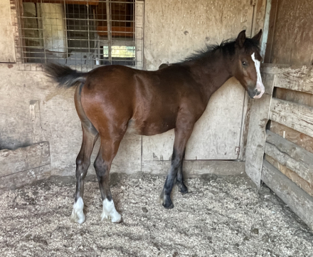 HorseID: 2300594 Exotic Moon Flower - PhotoID: 1082186