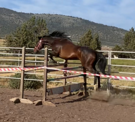 HorseID: 2300780 D W Heart of Gold - PhotoID: 1087106