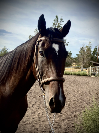 HorseID: 2300780 D W Heart of Gold - PhotoID: 1087107