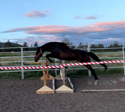 HorseID: 2300780 D W Heart of Gold - PhotoID: 1087108