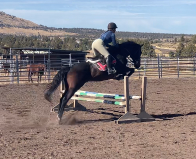 HorseID: 2300780 D W Heart of Gold - PhotoID: 1087985