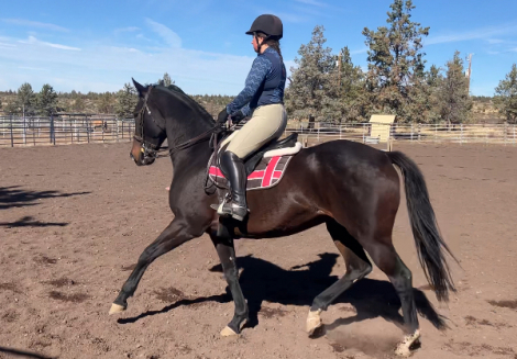 HorseID: 2300780 D W Heart of Gold - PhotoID: 1087986