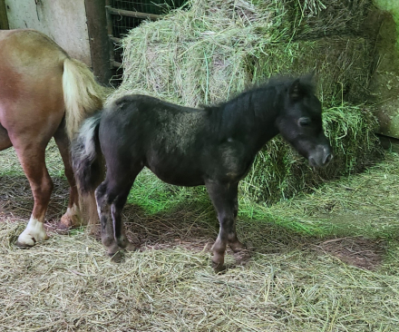 HorseID: 2300865 Antares farm face the fire - PhotoID: 1086712