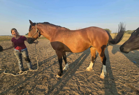 HorseID: 2300923 Ima Summer Storm - PhotoID: 1082595