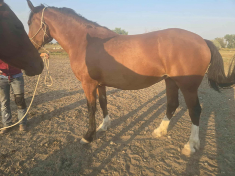 HorseID: 2300923 Ima Summer Storm - PhotoID: 1082596