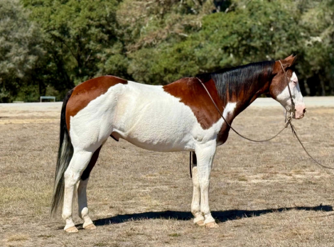HorseID: 2300960 A MAGIC MAN - PhotoID: 1098394