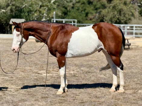 HorseID: 2300960 A MAGIC MAN - PhotoID: 1098395