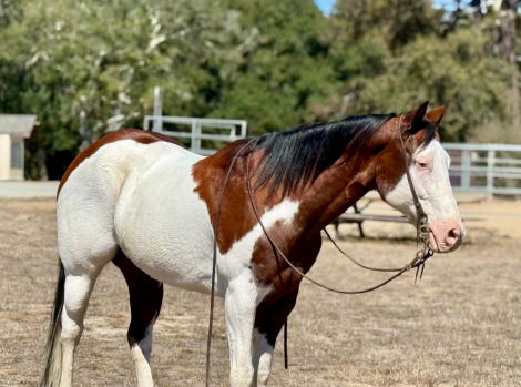HorseID: 2300960 A MAGIC MAN - PhotoID: 1098396