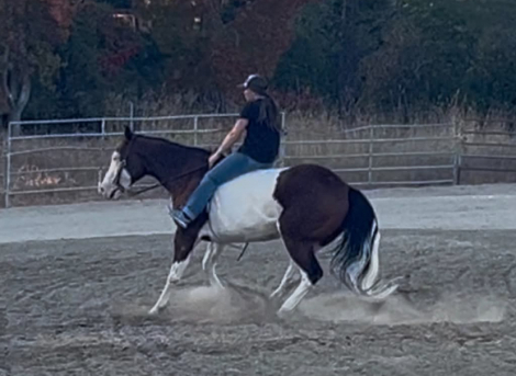 HorseID: 2300960 A MAGIC MAN - PhotoID: 1098397