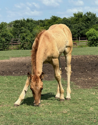 HorseID: 2301011 Equis Lil Hickory - PhotoID: 1087202