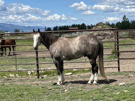 HorseID: 2301083 Dox Mito Dasher - PhotoID: 1082812