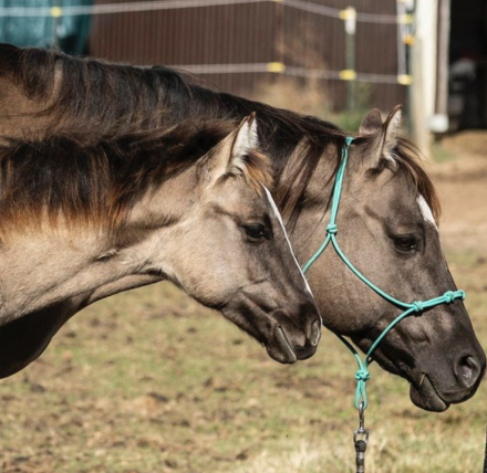HorseID: 2301093 IM CHAMPAGNE CHARM - PhotoID: 1082818