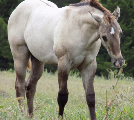 HorseID: 2301093 IM CHAMPAGNE CHARM - PhotoID: 1082819