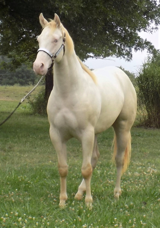 HorseID: 2301093 IM CHAMPAGNE CHARM - PhotoID: 1082820