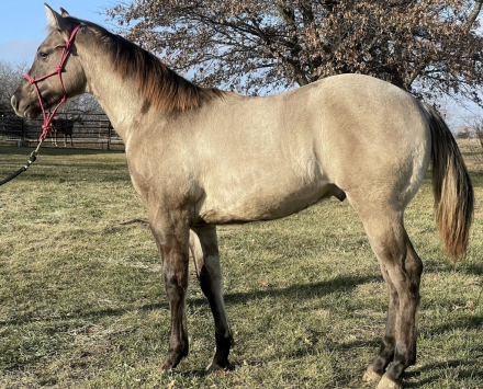 HorseID: 2301093 IM CHAMPAGNE CHARM - PhotoID: 1082821