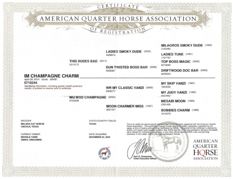 HorseID: 2301093 IM CHAMPAGNE CHARM - PhotoID: 1082822