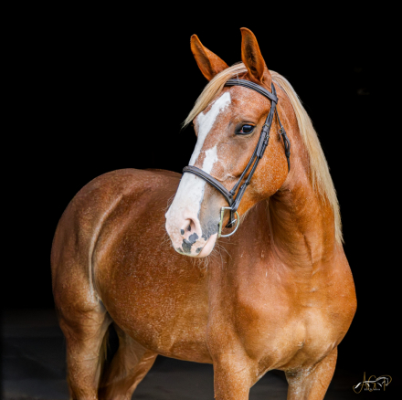 HorseID: 2301123 Josey - PhotoID: 1087675