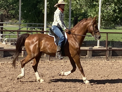 HorseID: 2301197 Red Justice - PhotoID: 1087030