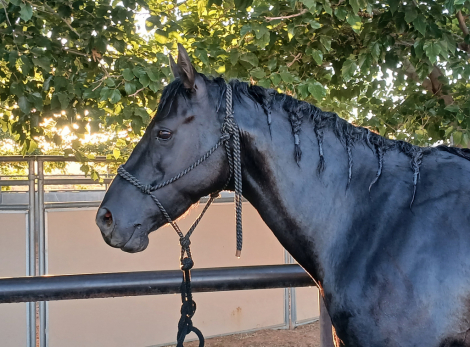 HorseID: 2301226 Misty - PhotoID: 1083147