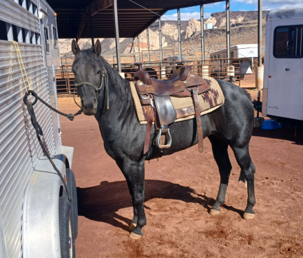 HorseID: 2301226 Misty - PhotoID: 1088040