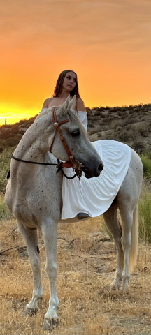 HorseID: 2301326 Sabre - PhotoID: 1087017