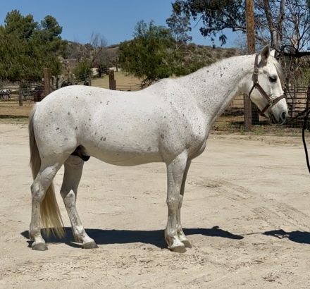 HorseID: 2301326 Sabre - PhotoID: 1087018